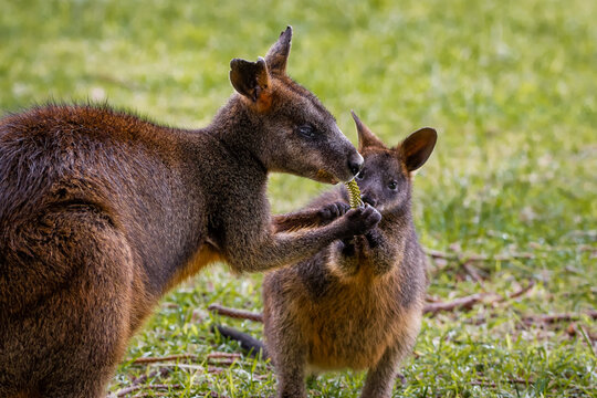 Mother wallaby 