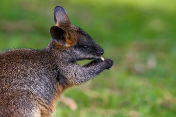 Swamp wallaby 