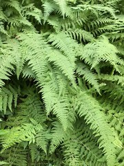 fern leaves