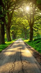 A sunlit path lined with tall trees creating a canopy of green leaves