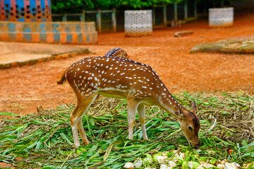 Female Chital Deer Eating Grass In The Safari Park