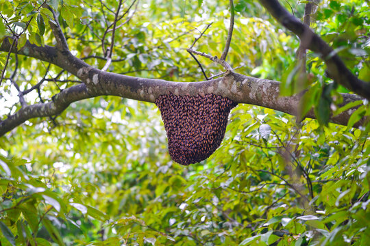 Big apis cerana honey bee beehive hanging on tree (swarming honey bees)