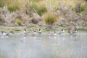 many Gooses on the volcanic lake