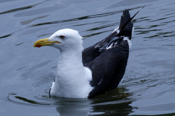 Uma linda gaivota no detalhe com lindos reflexos no canal de Ponta Negra -Maricá - RJ 