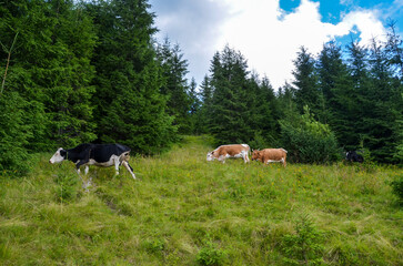 Сows graze peacefully in a lush green field, surrounded by yellow wildflowers. In the background,...