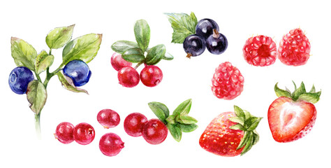 Watercolor Berries Illustration Strawberries, Blueberries, Blackberries, Raspberries