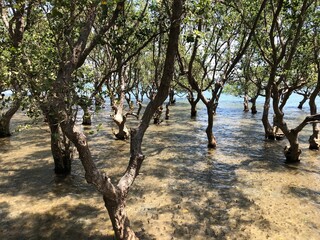 Mangrove Forest in Talabong Mangrove Park Bais City Philippines Photo