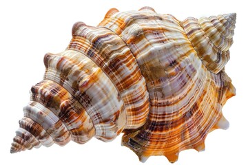 Obraz premium A detailed image of a sea shell on a white background