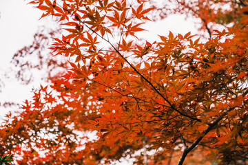 A temple where the surrounding area is painted in vibrant red autumn leaves【Chogakuji Temple】