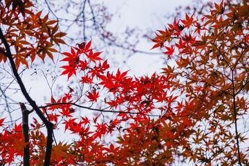 A temple where the surrounding area is painted in vibrant red autumn leaves【Chogakuji Temple】