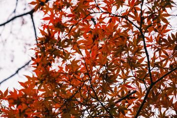 A temple where the surrounding area is painted in vibrant red autumn leaves【Chogakuji Temple】