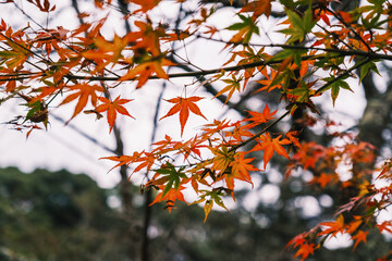 A temple where the surrounding area is painted in vibrant red autumn leaves【Chogakuji Temple】