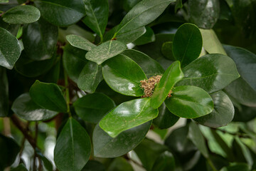 Dry strawberry tree flower and green leaves.