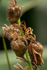 Seeds in a bag from dosna garden.