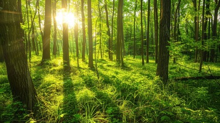 Natural dorest of woods with sunbeams through fog and leaves branch create mystic atmosphere. natural green beech forest in the morning light. busy forest with wood tree