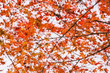 A temple with beautiful autumn foliage nestled deep in the mountains of Kyoto【Amidaji Temple】
