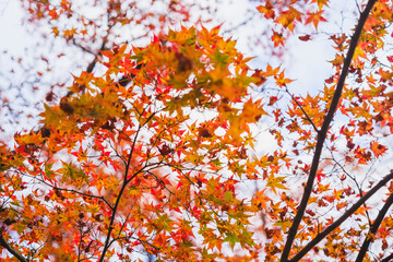 A temple with beautiful autumn foliage nestled deep in the mountains of Kyoto【Amidaji Temple】