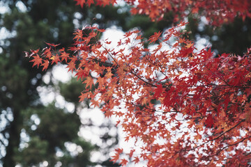 A temple with beautiful autumn foliage nestled deep in the mountains of Kyoto【Amidaji Temple】