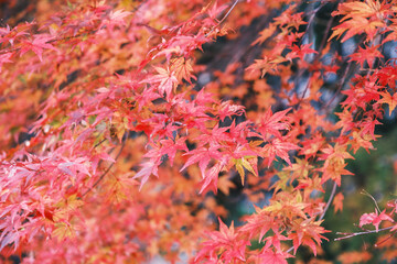 A temple with beautiful autumn foliage nestled deep in the mountains of Kyoto【Amidaji Temple】