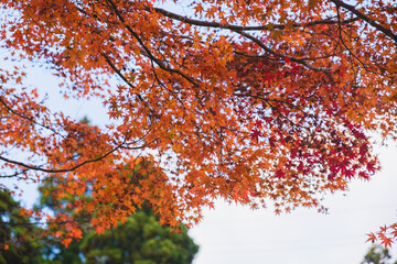 A temple with beautiful autumn foliage nestled deep in the mountains of Kyoto【Amidaji Temple】