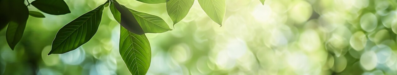 Green Leaves Blurred Background Summer Nature