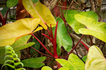Beautiful yellow leaves of an ornamental plant. © lapis2380