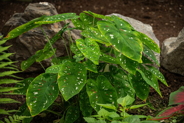 Beautiful green leaves of an ornamental plant.