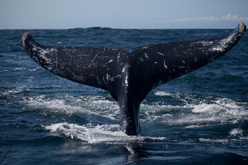 Humpback whale tail fluke, Monterey Bay, California 