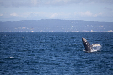 Fototapeta premium Baby humpback whale breaching, Monterey Bay, California