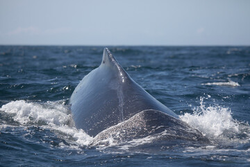 Humpback whale dorsal fin at water's surface, Monterey Bay, California