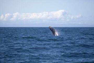 Baby humpback whale breaching, Monterey Bay, California