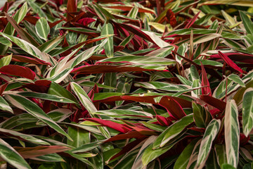 Beautifully colored leaves of an ornamental plant.