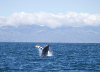 Fototapeta premium Baby humpback whale breaching, Monterey Bay, California