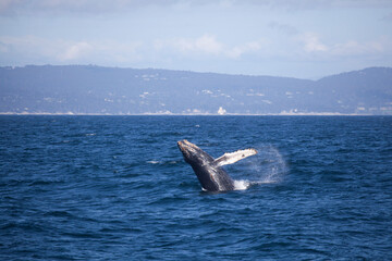 Baby humpback whale breaching, Monterey Bay, California