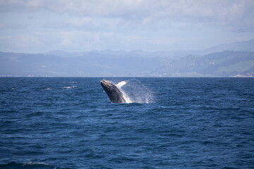 Fototapeta premium Baby humpback whale breaching, Monterey Bay, California