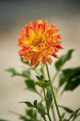 Orange Dahlia flower in detail.
