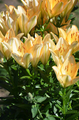 Yellow Lily flower blurred focus