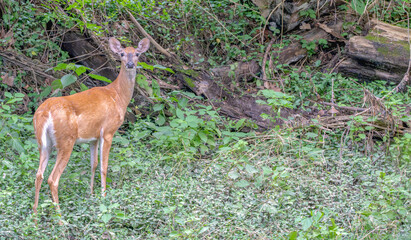 Doe standing in the forest staring at the camera.
