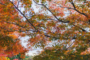 A famous spot for viewing autumn leaves in Kyoto【Sanzen-in Temple】