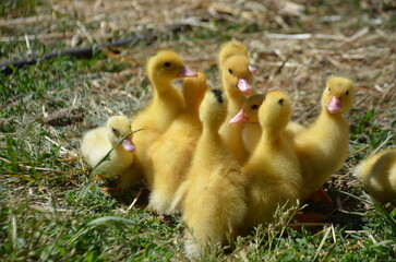 Little yellow ducklings on the street selective focus