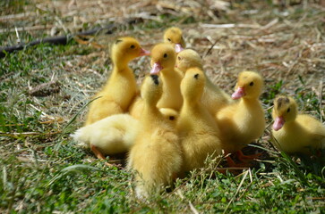 Little yellow ducklings on the street selective focus