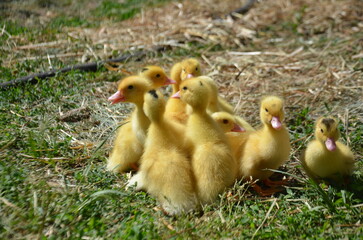 Little yellow ducklings on the street selective focus