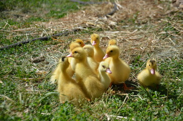 Little yellow ducklings on the street selective focus