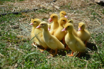 Little yellow ducklings on the street selective focus