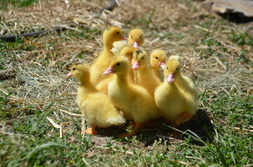 Little yellow ducklings on the street selective focus