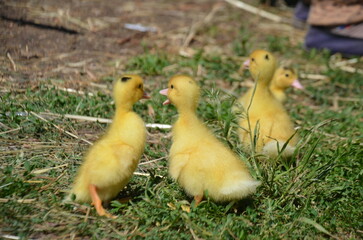Little yellow ducklings on the street selective focus