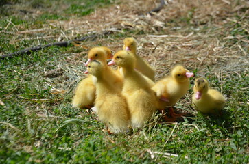 Little yellow ducklings on the street selective focus