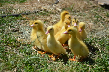 Little yellow ducklings on the street selective focus