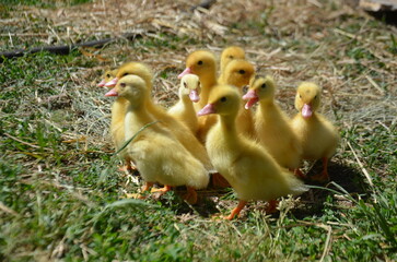 Little yellow ducklings on the street selective focus