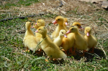 Little yellow ducklings on the street selective focus